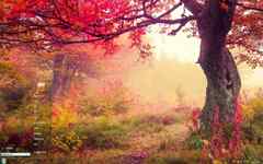 浪漫的红色森林唯美风景Win7电脑主题