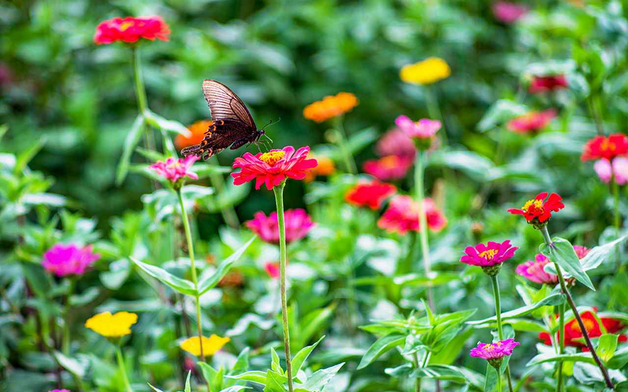 流连在花丛中的蝴蝶风景桌面壁纸