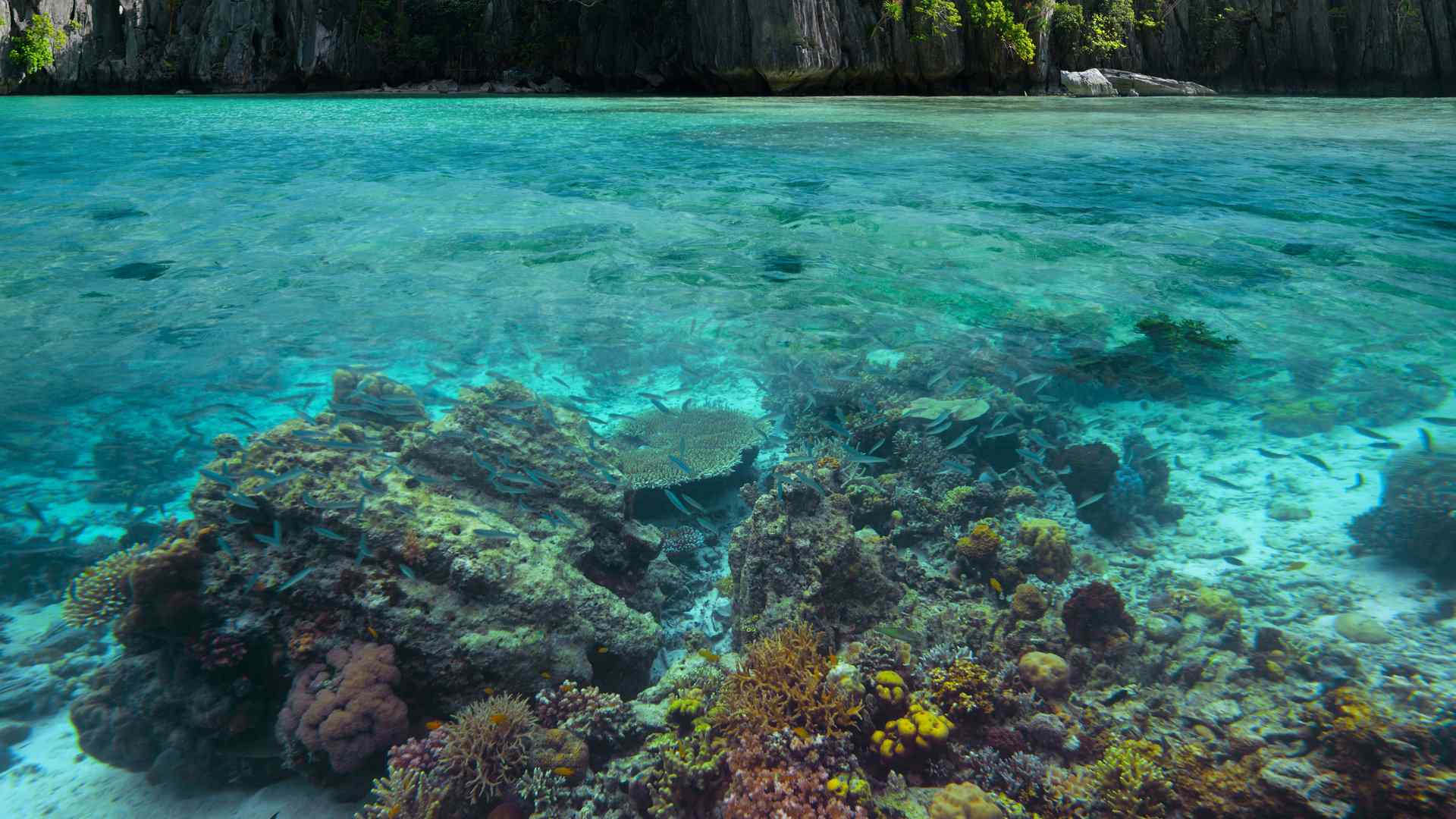 美丽的海底珊瑚礁高清风景图片桌面壁纸第一辑