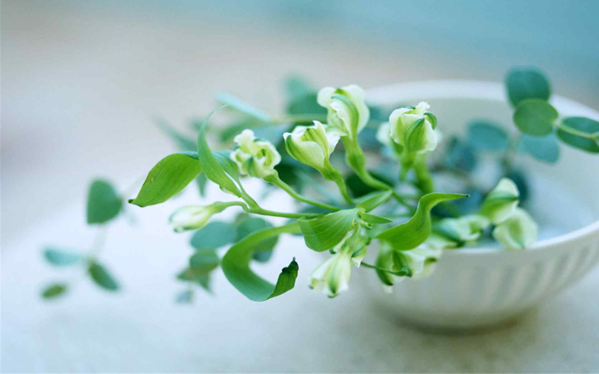绿色小清新花艺盆栽风景图片桌面壁纸