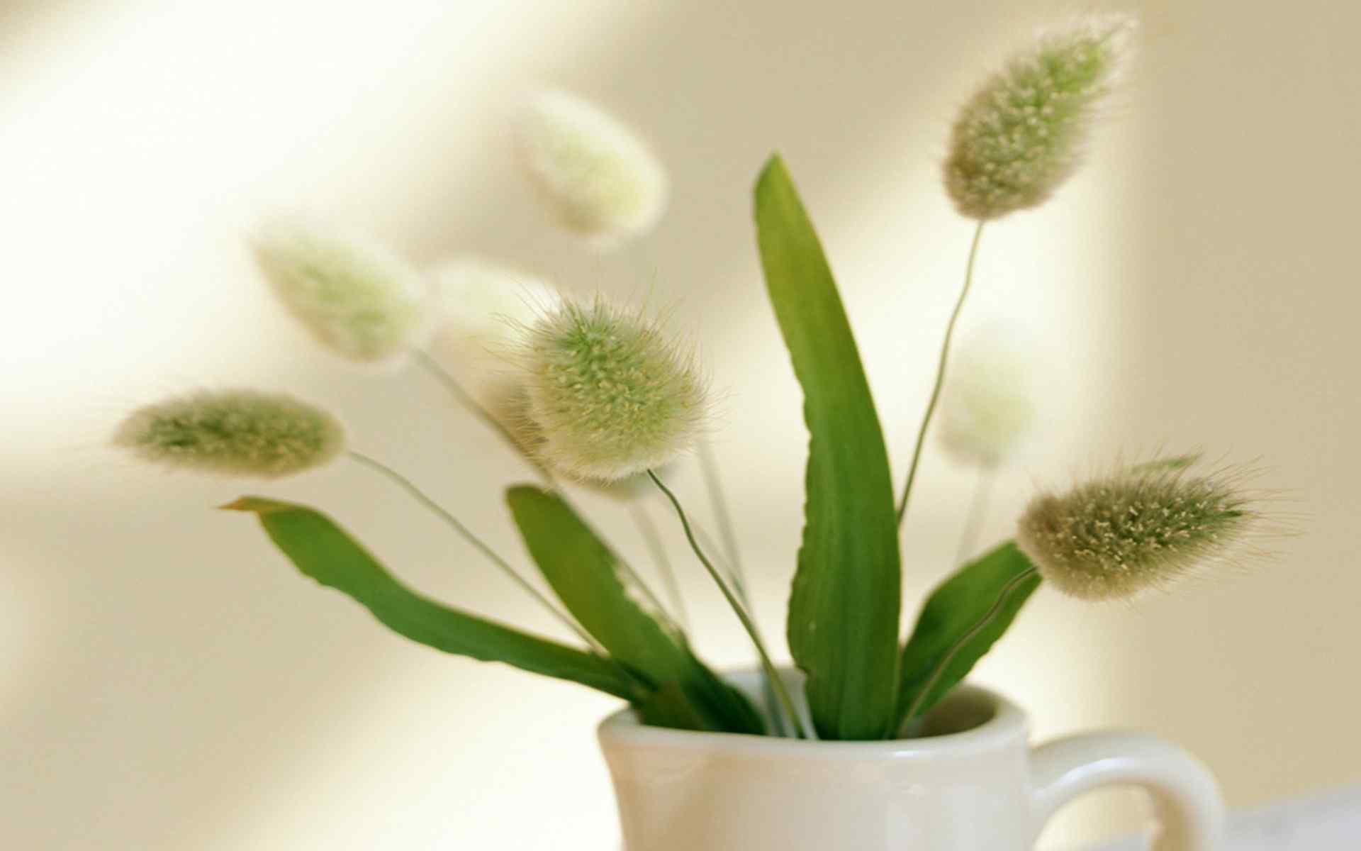 精致简约的绿色小花盆栽图片桌面壁纸