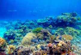 美丽的海底珊瑚礁