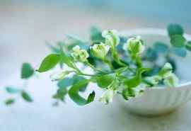 绿色小清新花艺盆栽风景图片桌面壁纸