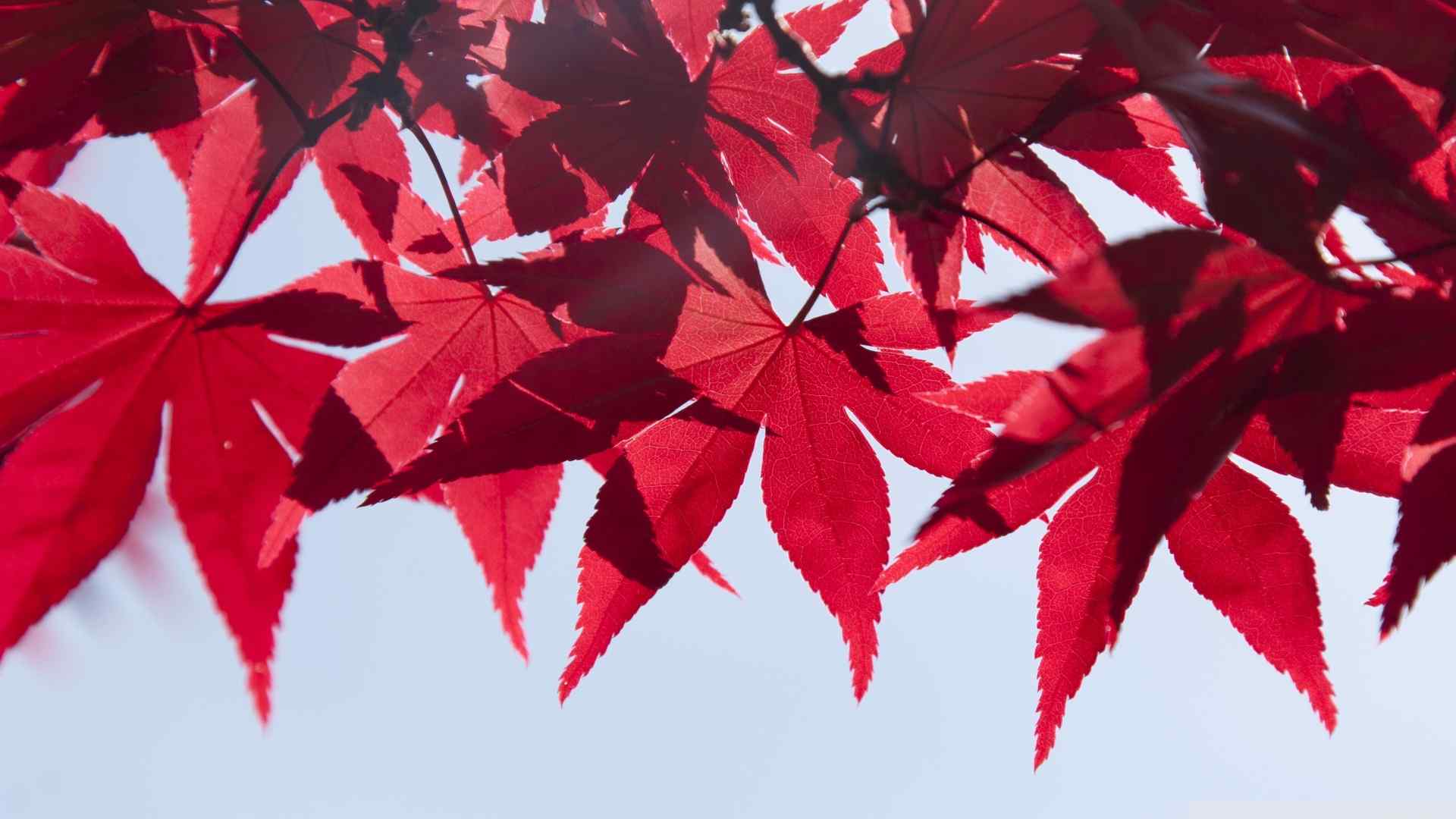 唯美红色枫叶风景图片桌面壁纸