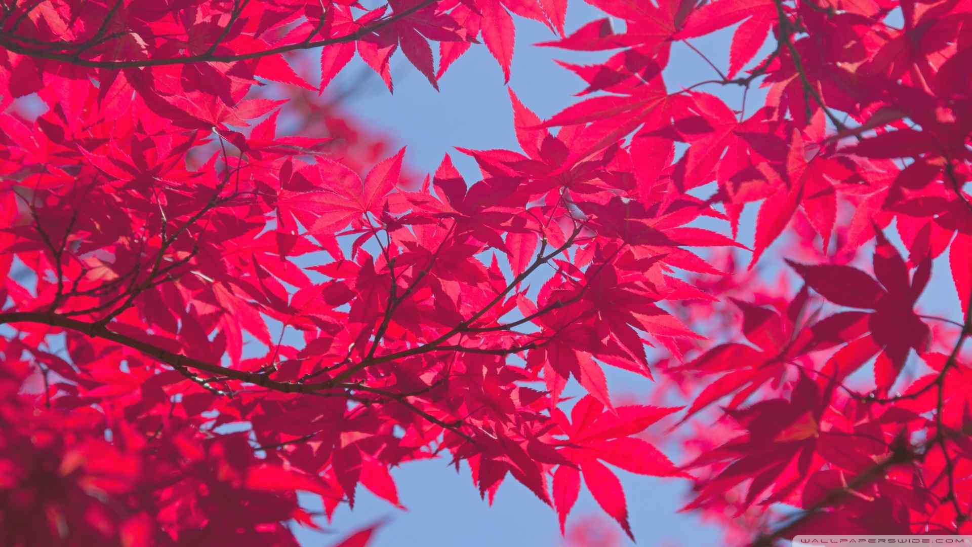 唯美红色枫叶风景图片桌面壁纸