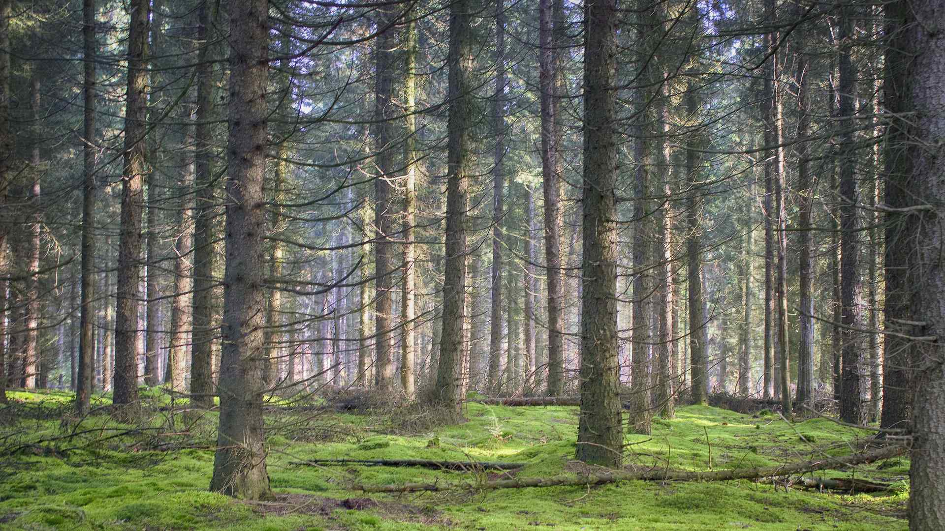 绿色的原始松树林高清电脑壁纸