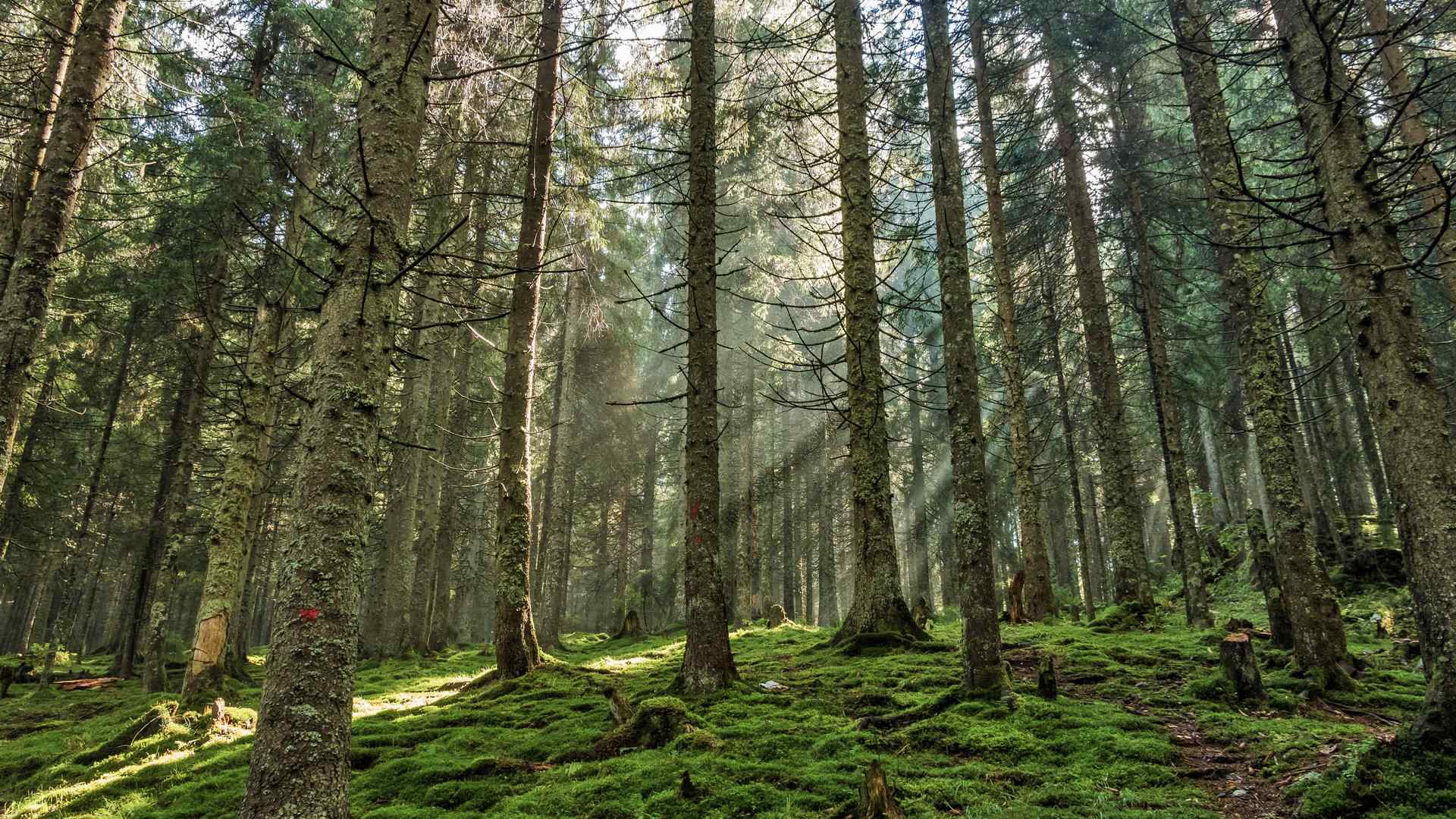 绿色的原始松树林高清电脑壁纸