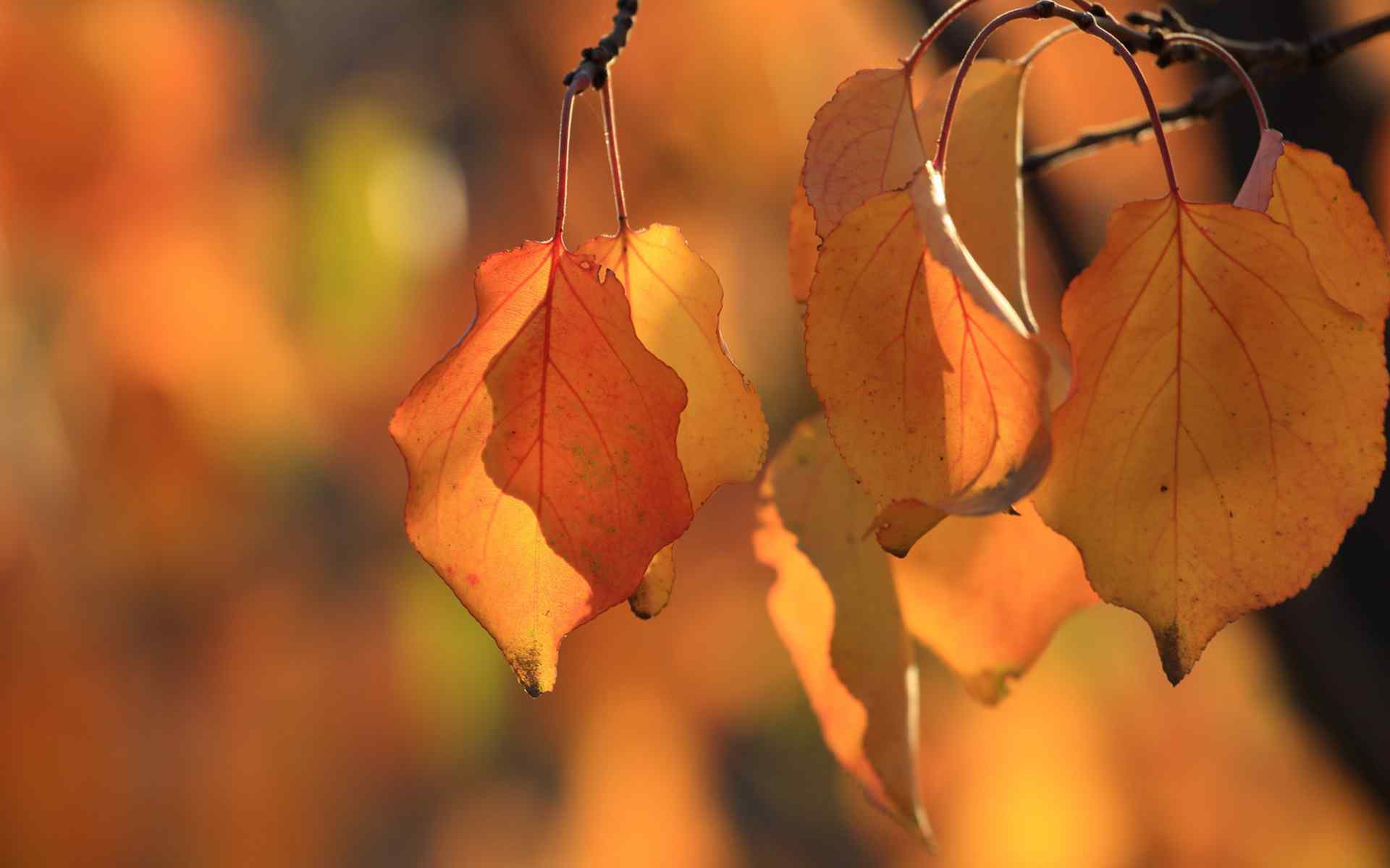 秋天黄色叶子唯美风景桌面壁纸