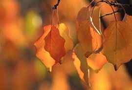 秋天黄色叶子唯美风景桌面壁纸