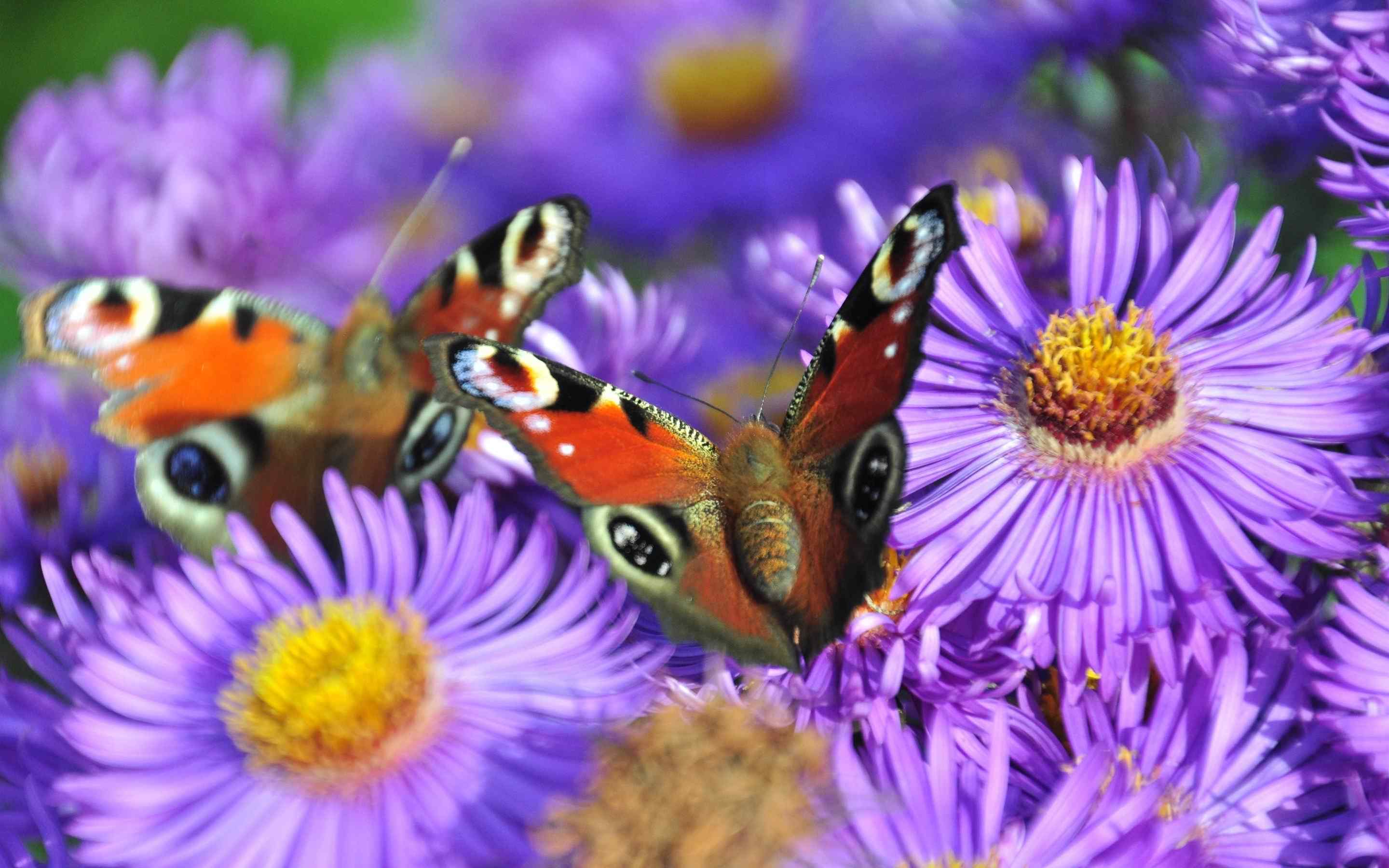 花丛中的蝴蝶唯美自然图片桌面壁纸