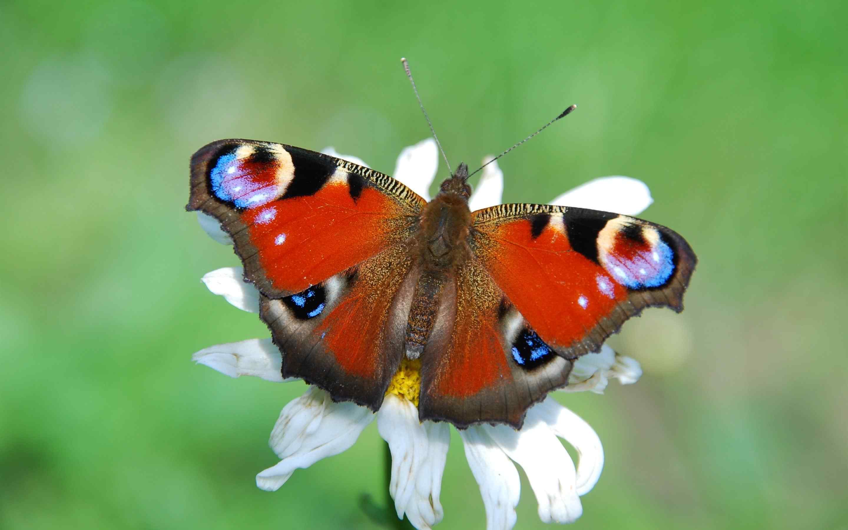 花丛中的蝴蝶唯美自然图片桌面壁纸