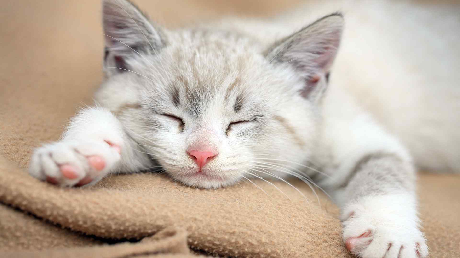 睡着的呆萌可爱小猫咪桌面壁纸图集