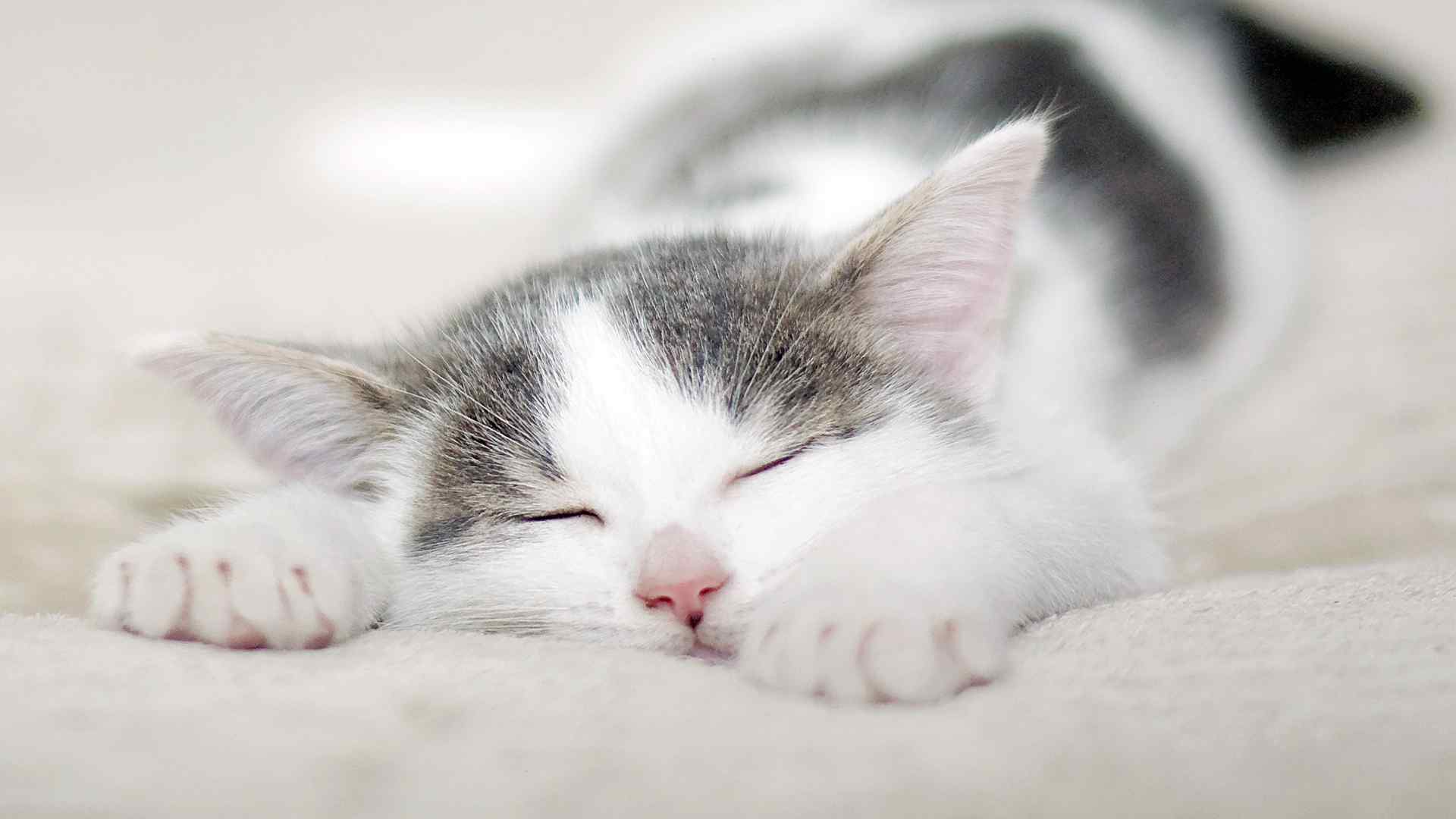 睡着的呆萌可爱小猫咪桌面壁纸图集