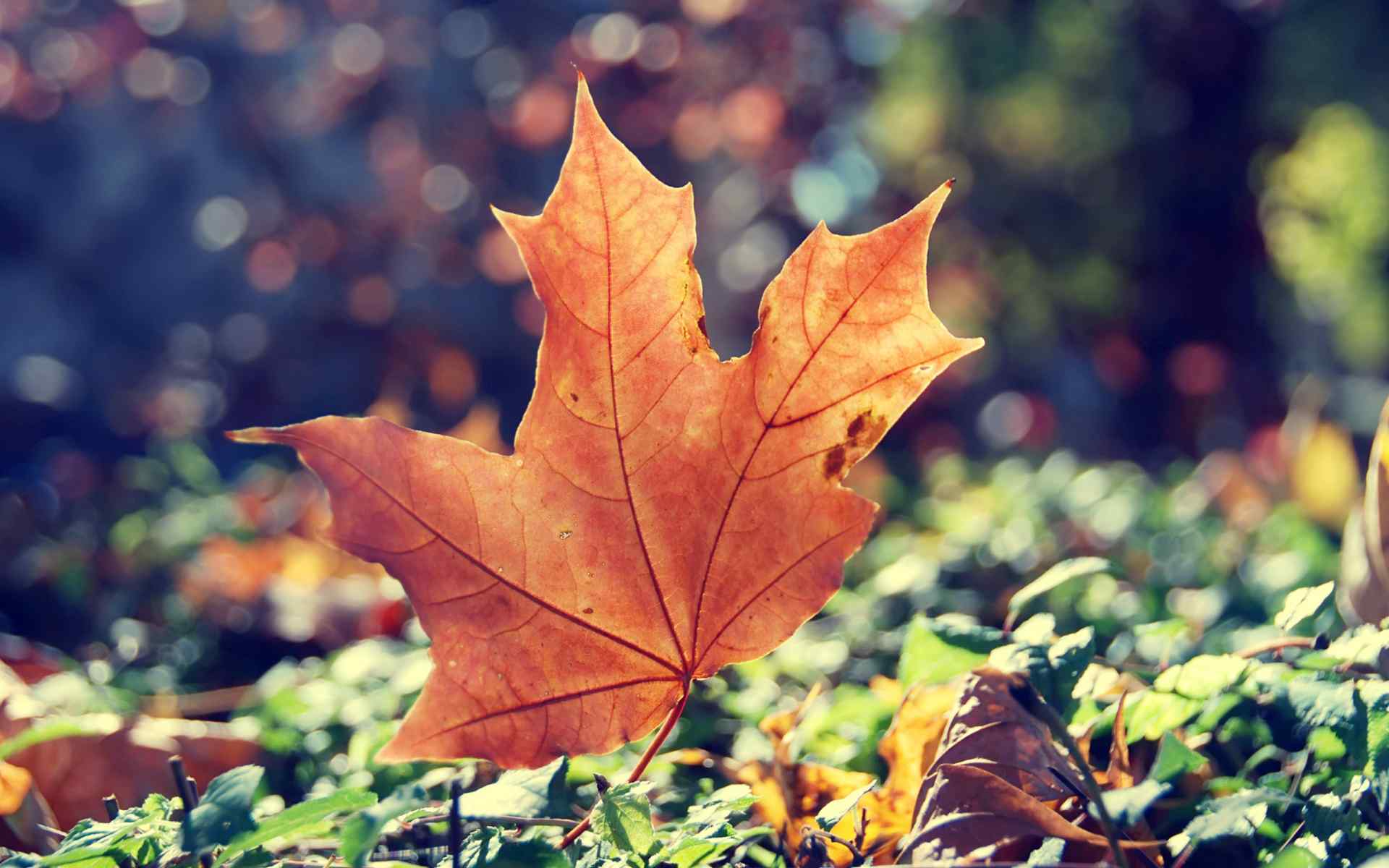 秋风中的唯美落叶风景桌面壁纸