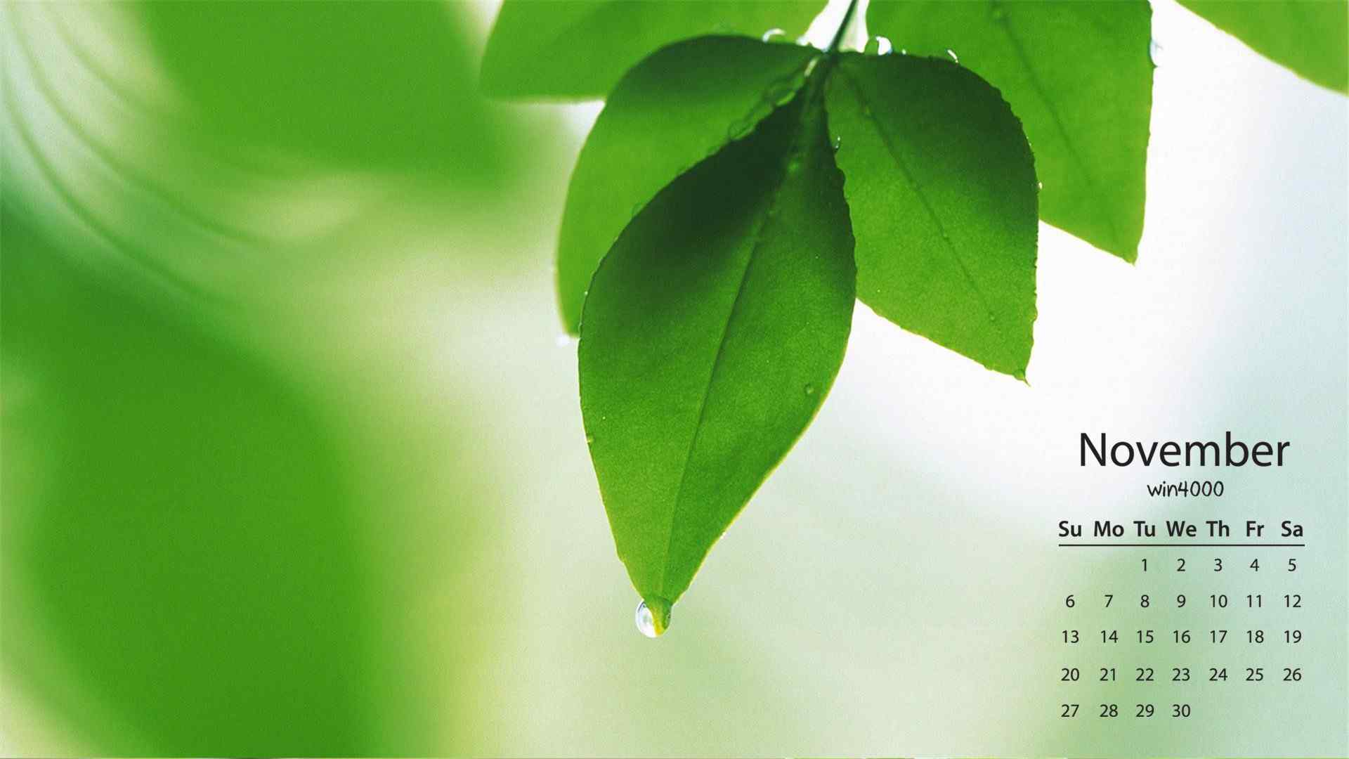 2016年11月日历壁纸之绿色植物图片