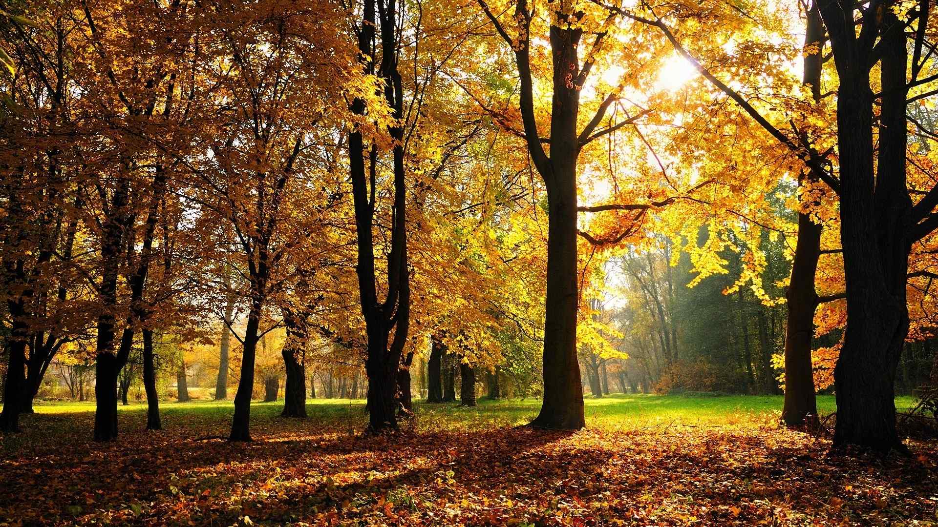 秋天自然森林公园风景桌面壁纸
