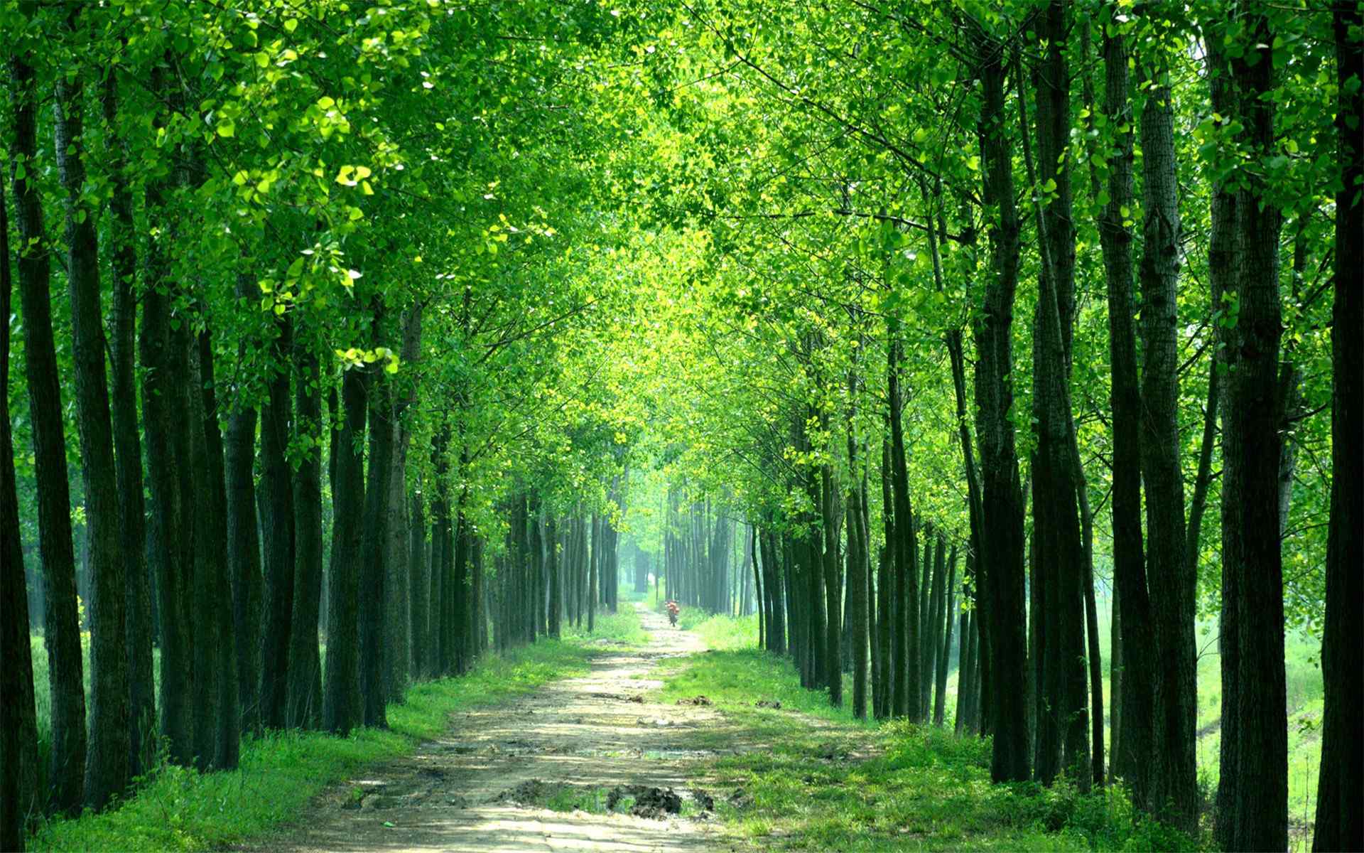 苍翠的山林树木绿叶唯美自然风景桌面壁纸图片大全