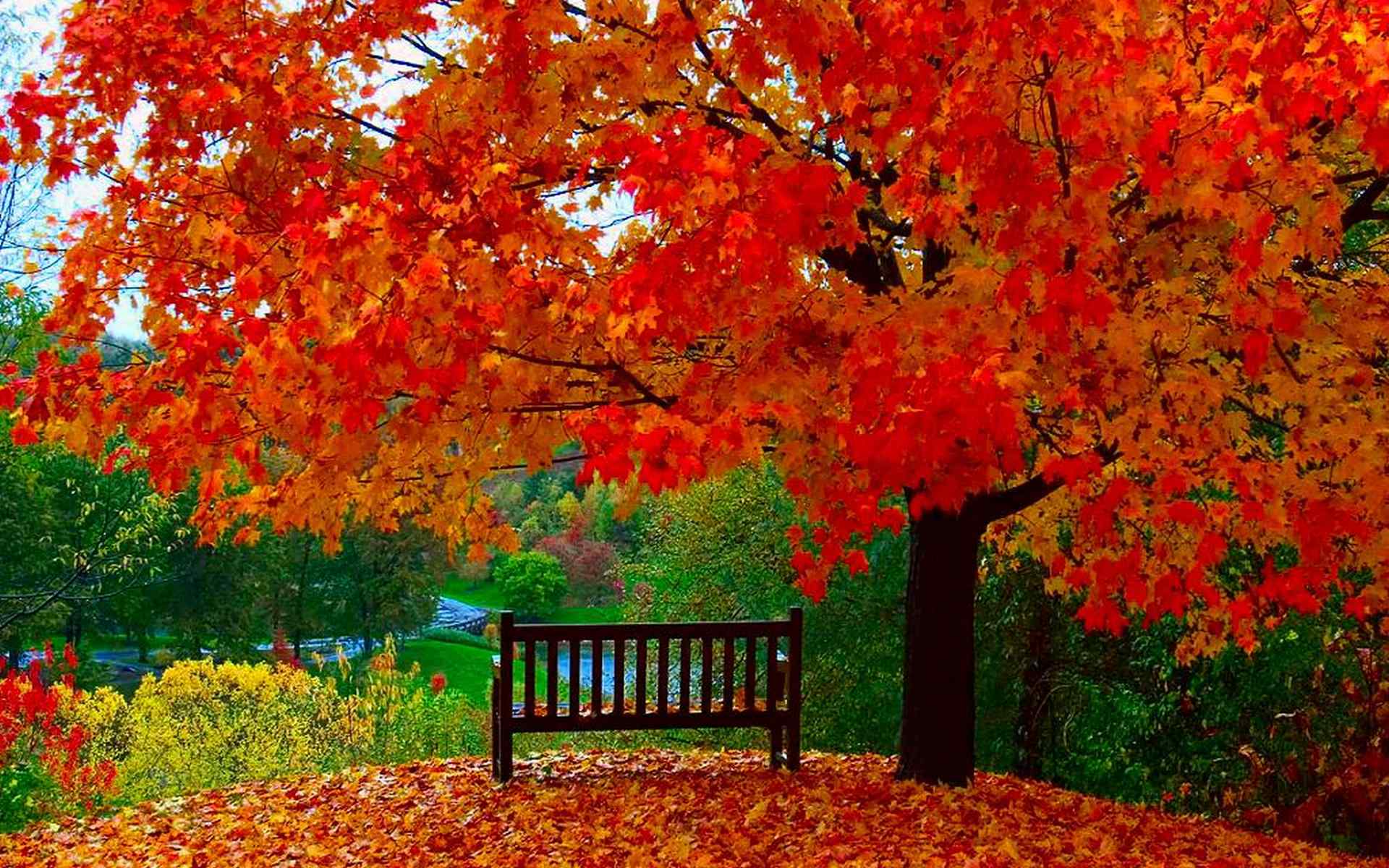 唯美秋季枫树叶图片高清电脑壁纸 第二辑