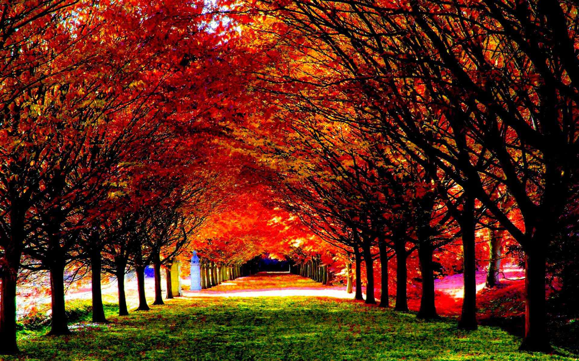 唯美秋季枫树叶图片高清电脑壁纸 第二辑
