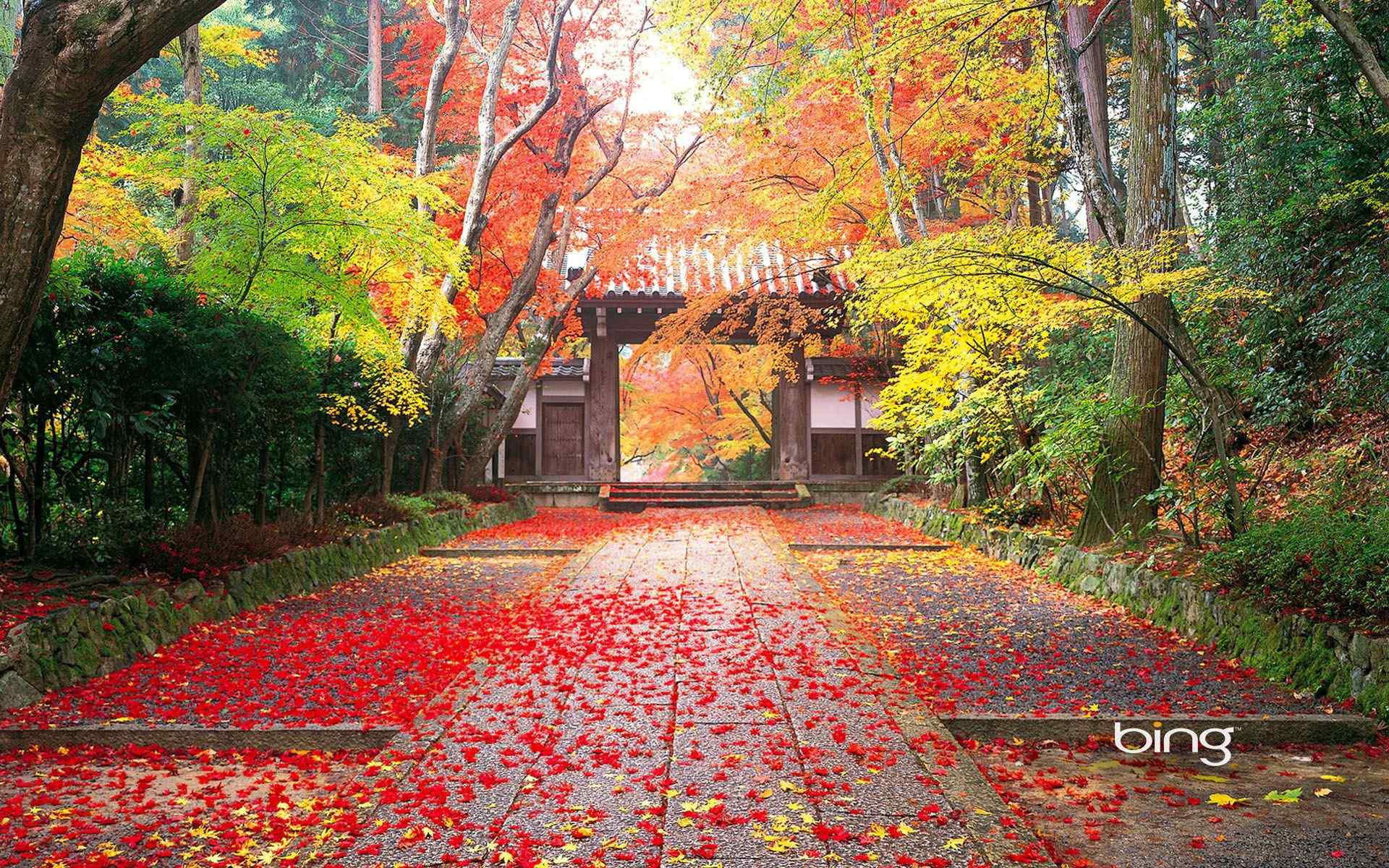 唯美秋季枫树叶图片高清电脑壁纸 第三辑