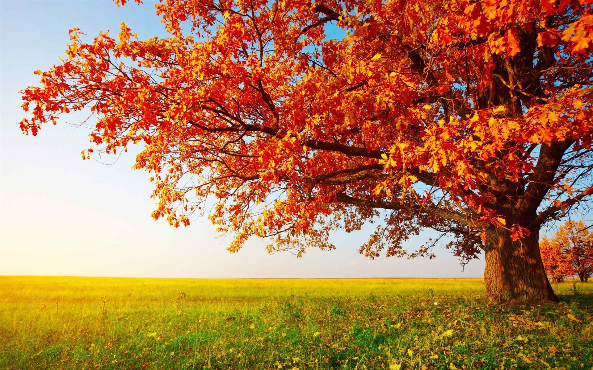 唯美秋季枫树叶图片高清电脑壁纸 第三辑