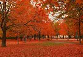 唯美秋季枫树叶图片高清电脑壁纸 第一辑