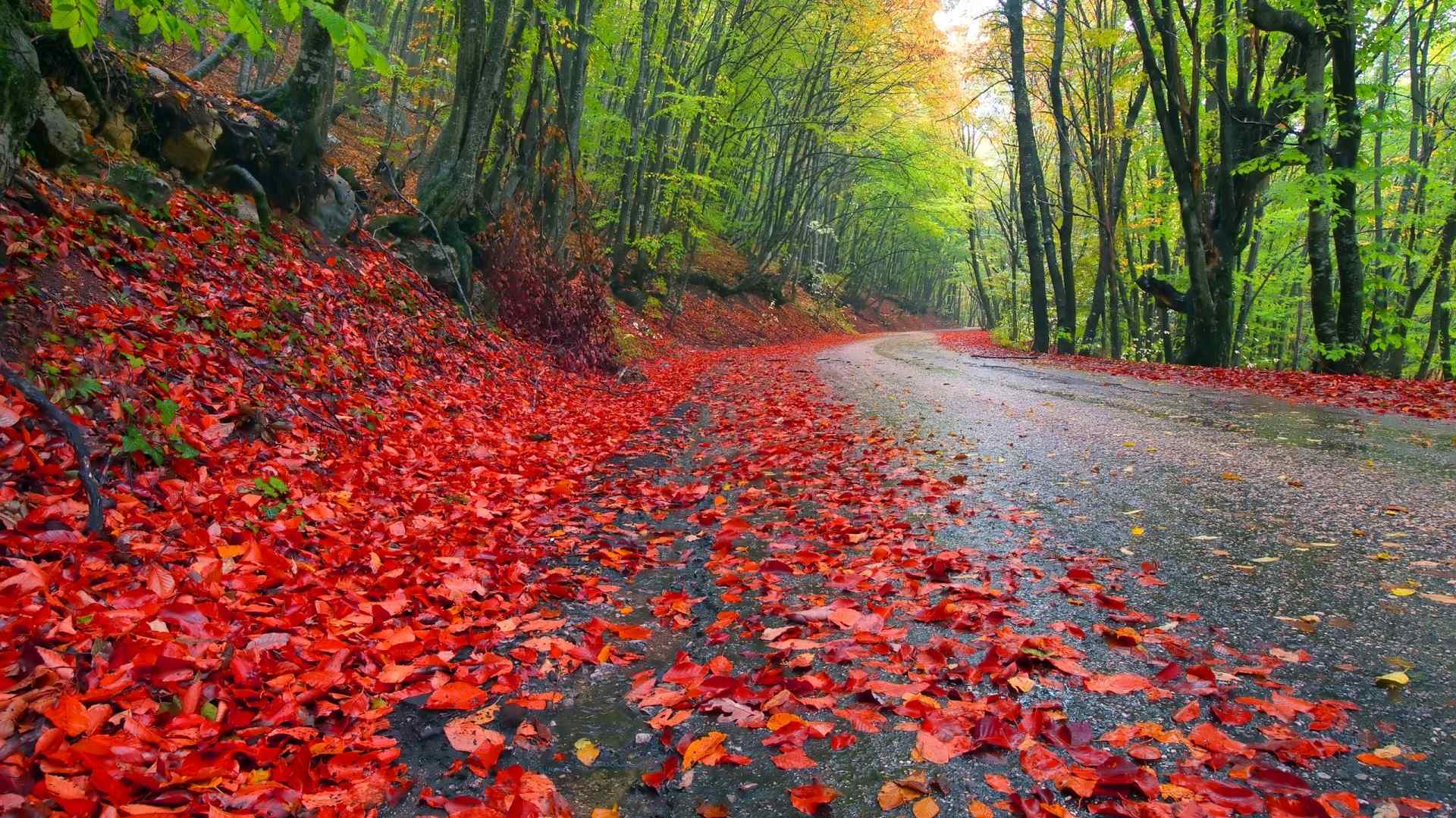 秋天红色落叶风景桌面壁纸图片