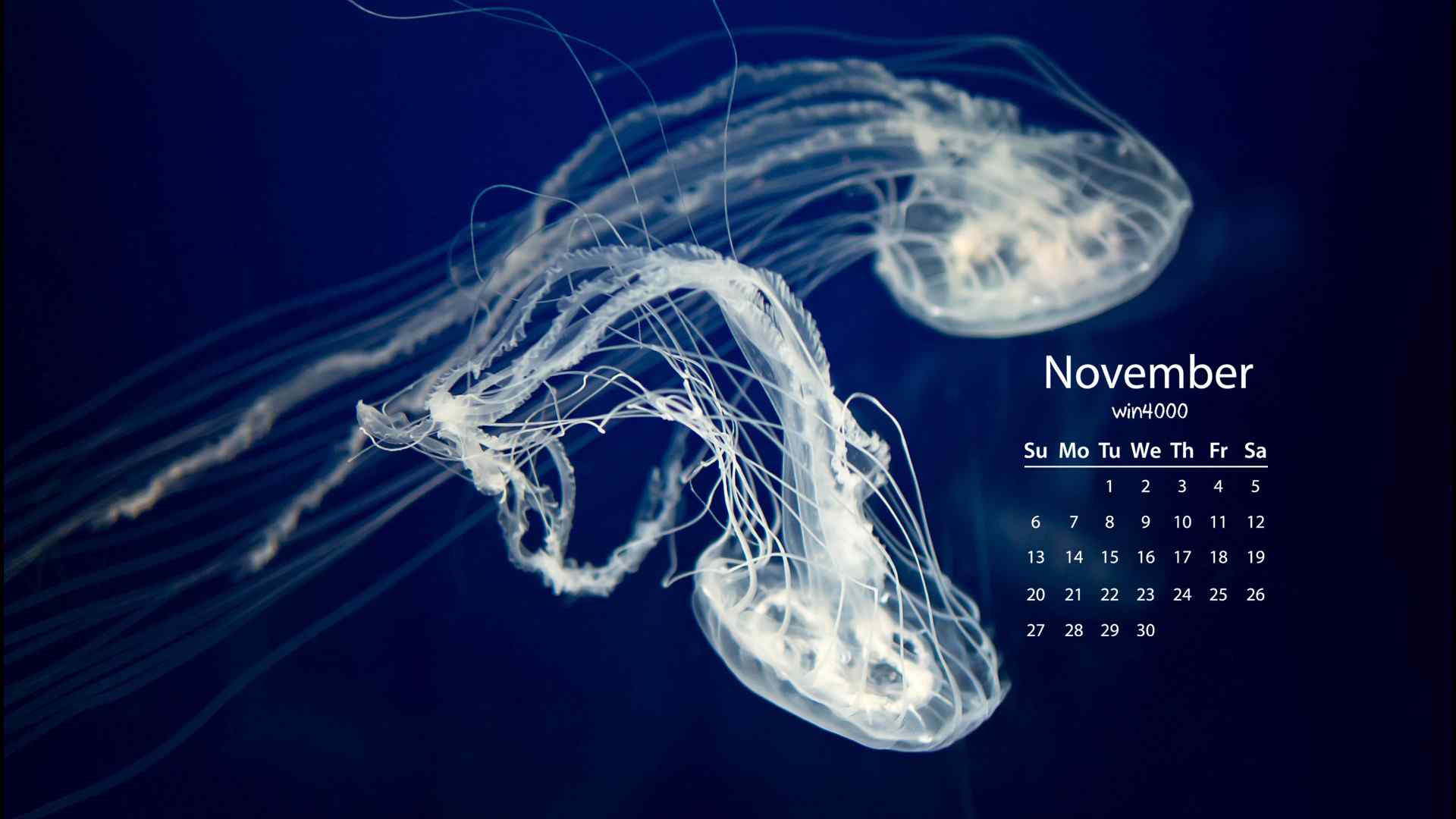 唯美的海洋水母2016年11月日历壁纸