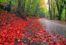 秋天红色落叶风景