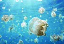 海洋水母唯美高清