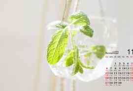 2016年11月日历壁纸之小清新盆栽植物图片