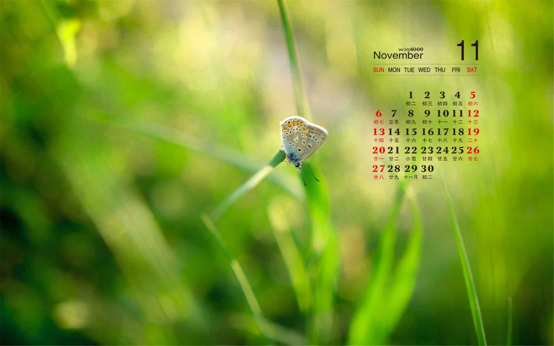 2016年11月日历自然花卉植物风景图片高清壁纸