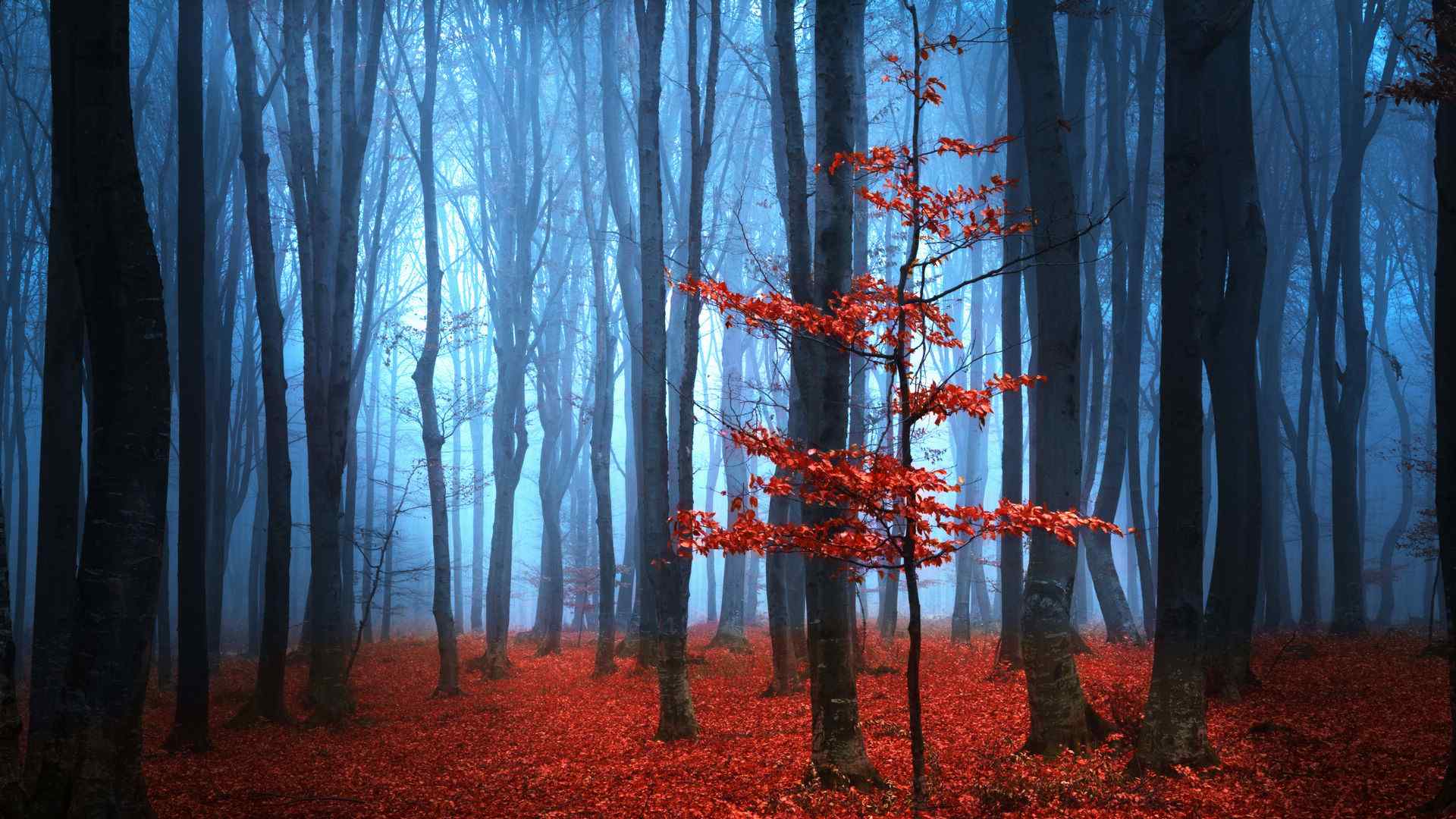 唯美秋季红叶风景高清桌面壁纸