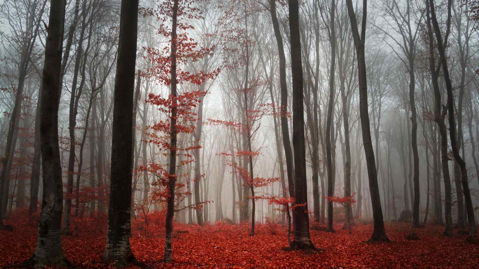 唯美秋季红叶风景高清桌面壁纸