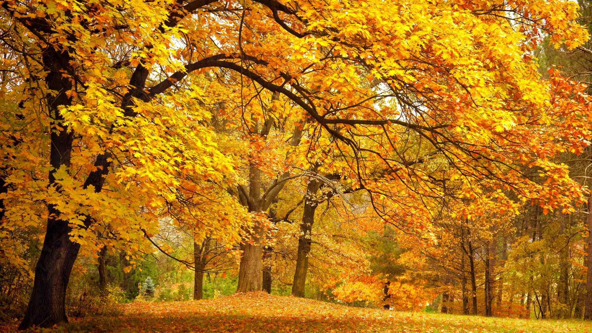 金色的秋天公园树木风景高清桌面壁纸