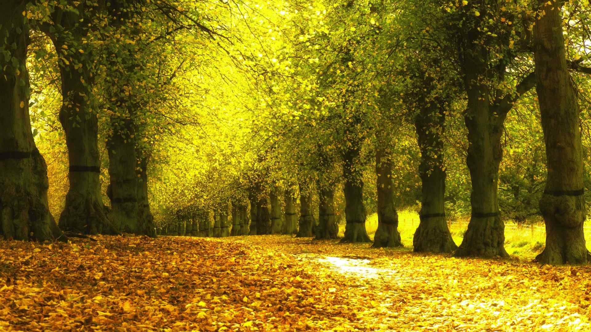 金色的秋天公园树木风景高清桌面壁纸