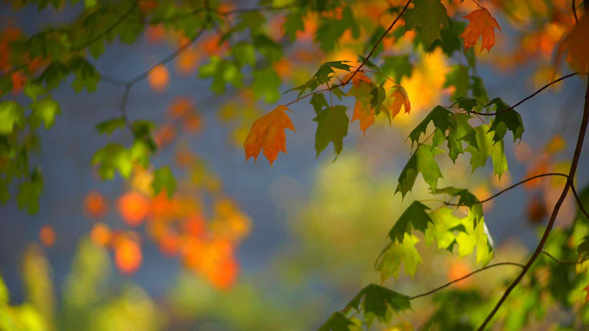 秋天枫树叶子风景电脑桌面壁纸