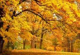 金色的秋天公园树