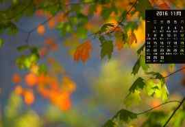 2016年11月日历唯美的秋天落叶风景图片高清壁纸