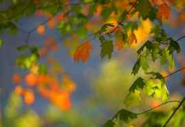 秋天枫树叶子风景