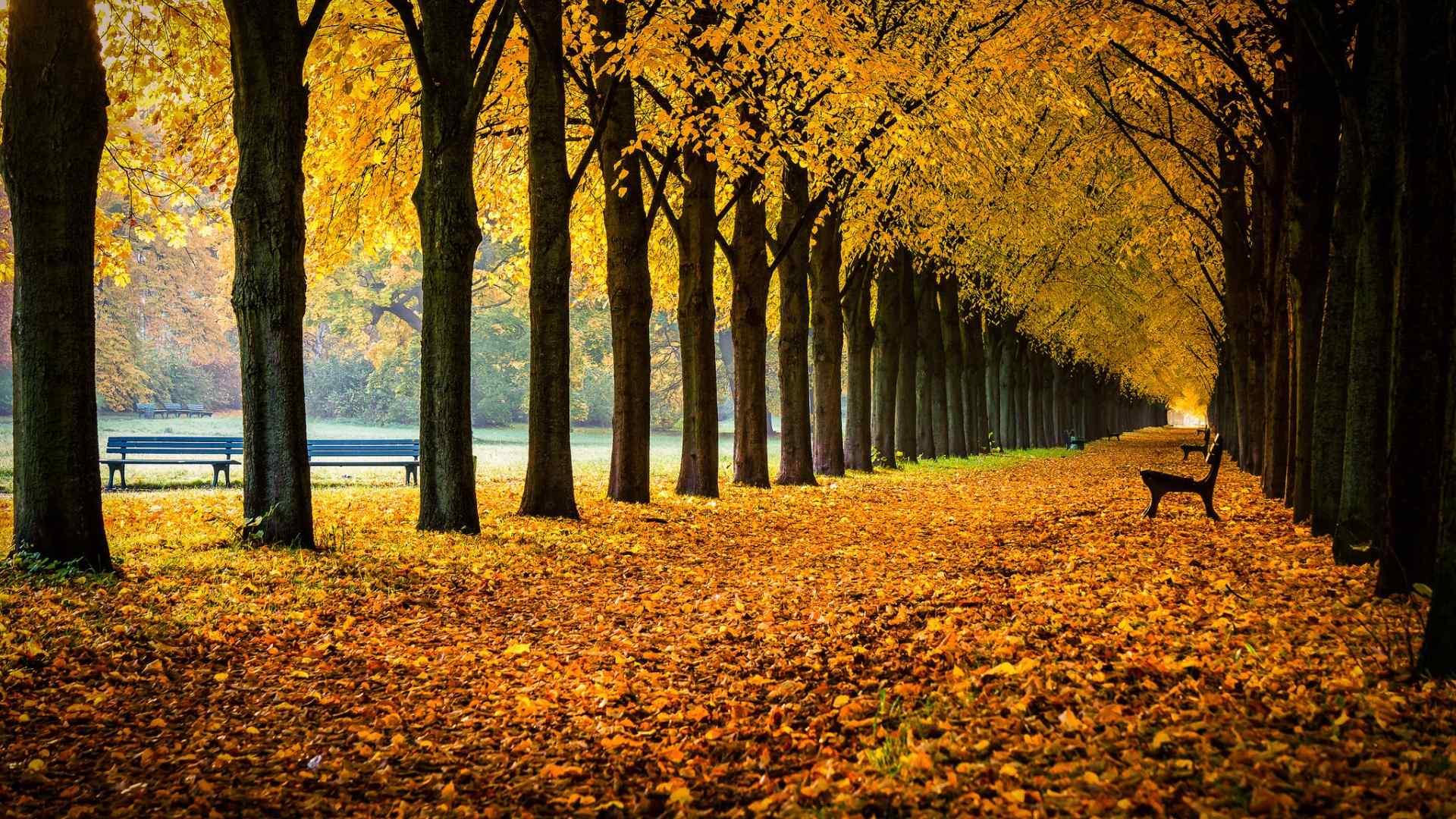 唯美的金黄色秋天风景桌面壁纸