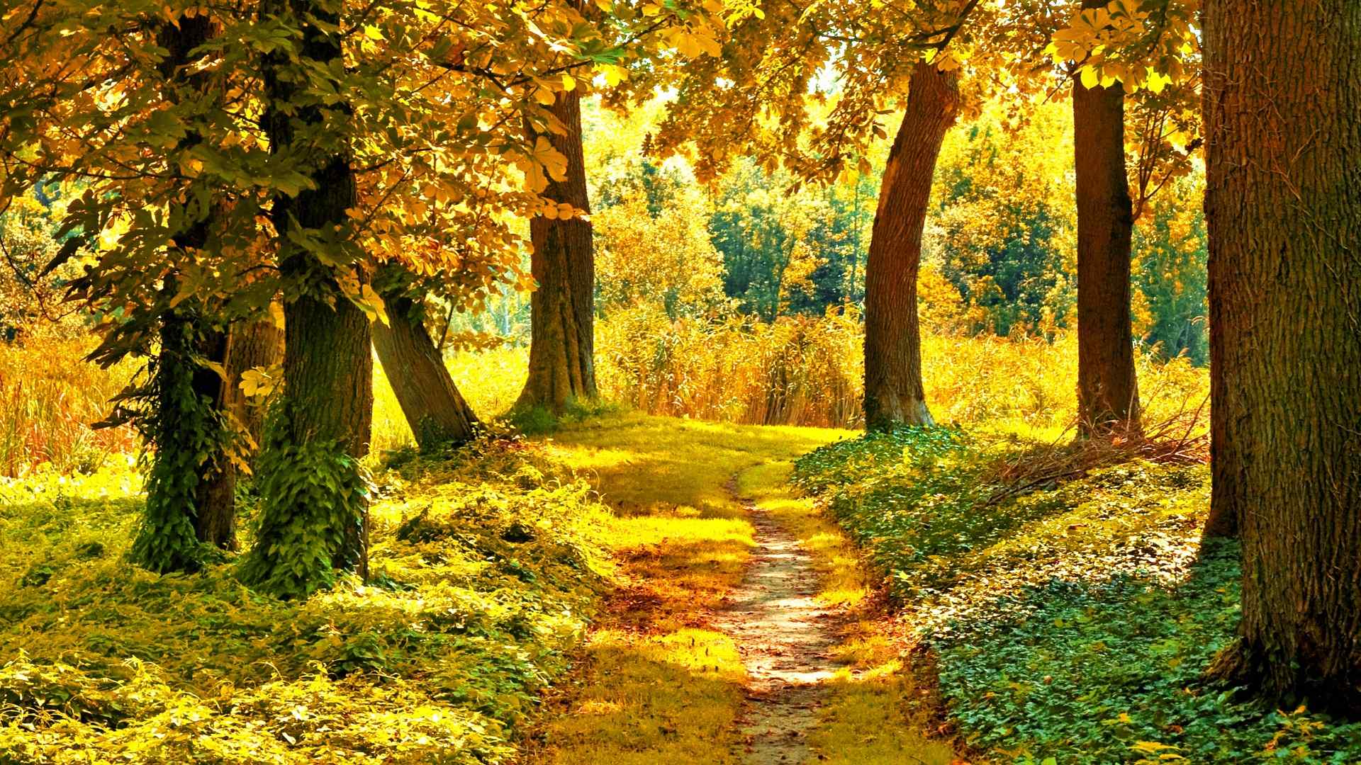 唯美的金黄色秋天风景桌面壁纸