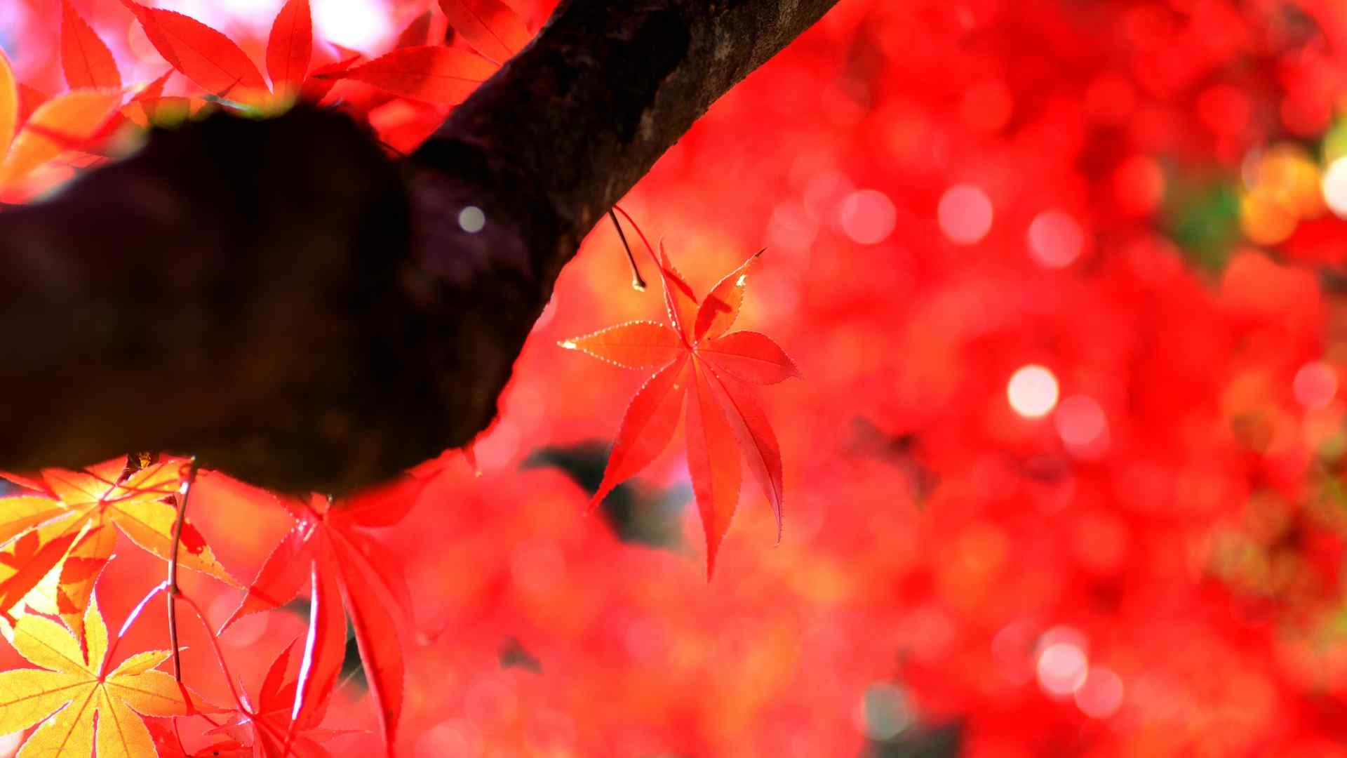 秋天红色枫叶唯美风景壁纸图集