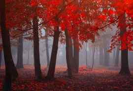 秋天红色枫叶唯美风景壁纸图集