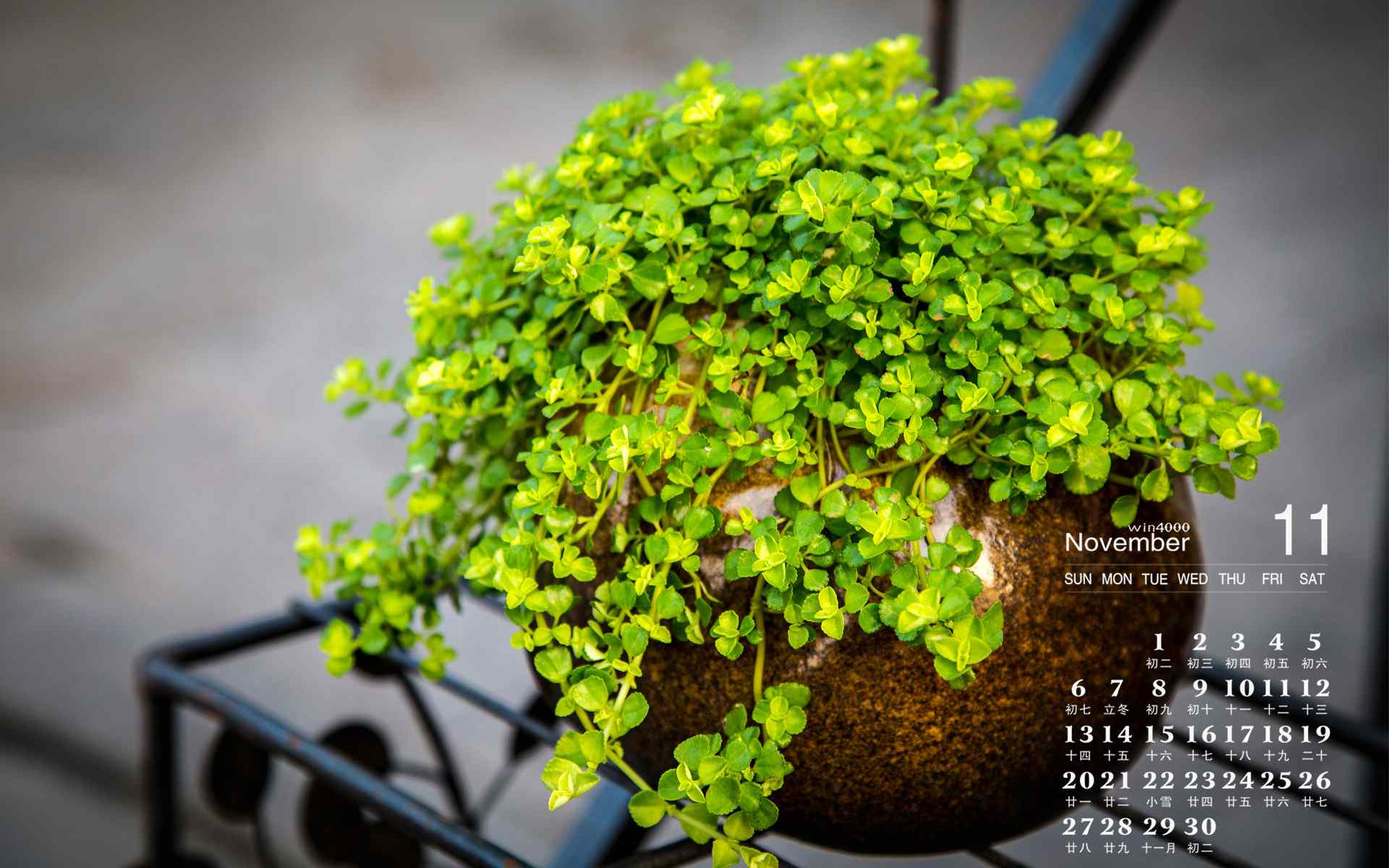 2016年11月日历壁纸之可爱的盆栽植物图片
