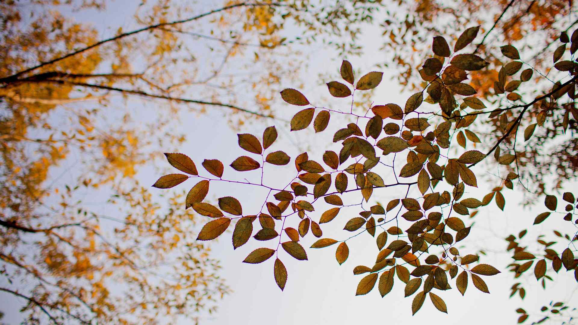 秋天唯美风景之叶子桌面壁纸图集