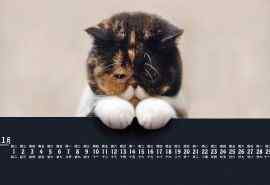 11月日历壁纸之忧郁的小猫