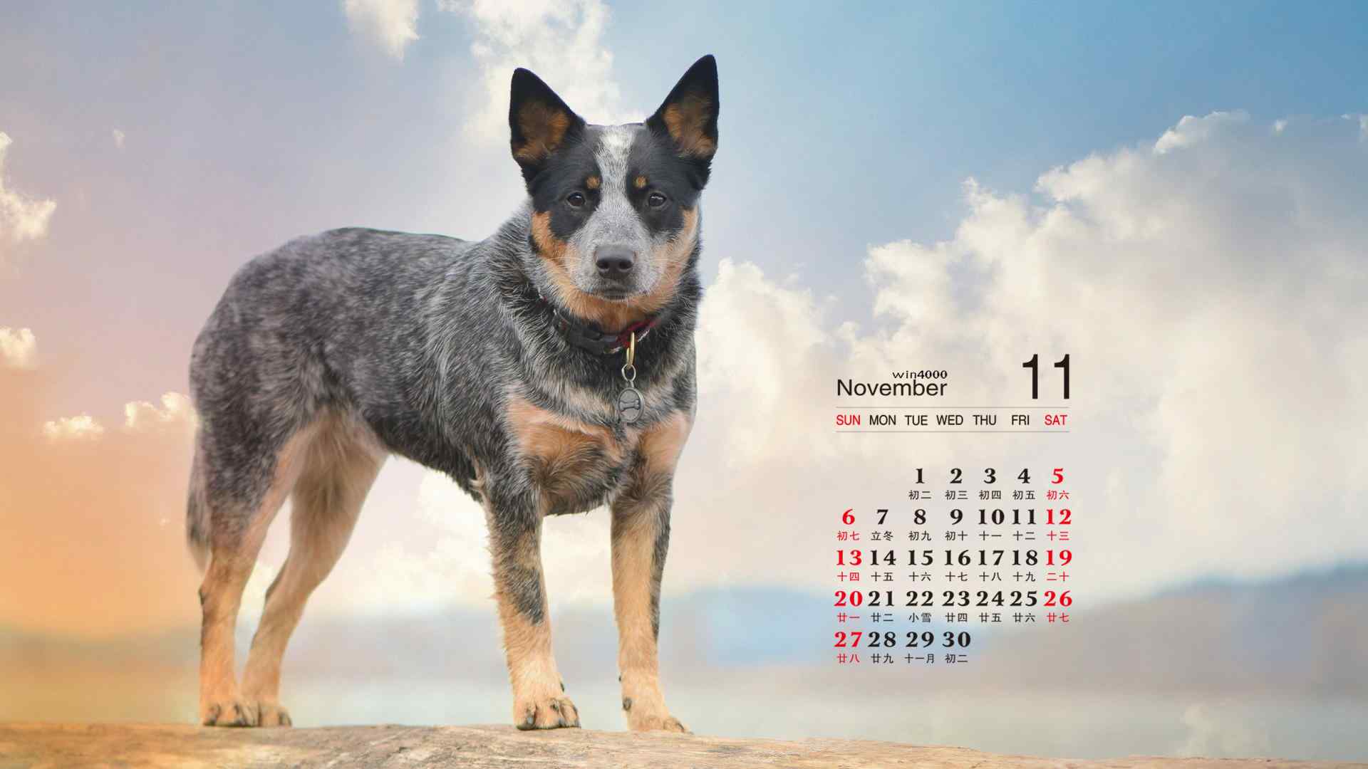 2016年11月日历壁纸之宠物狗壁纸
