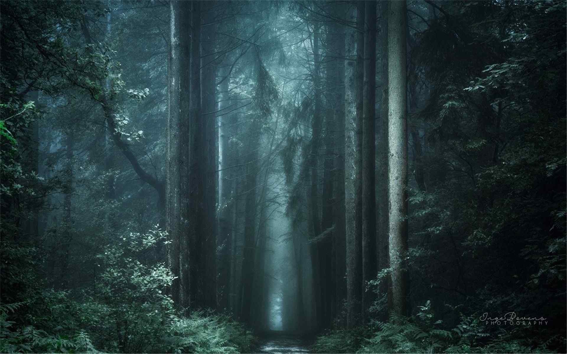 绿色自然森林摄影图片桌面壁纸
