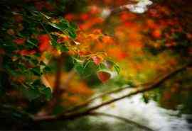 秋季植物摄影图片护眼壁纸精选